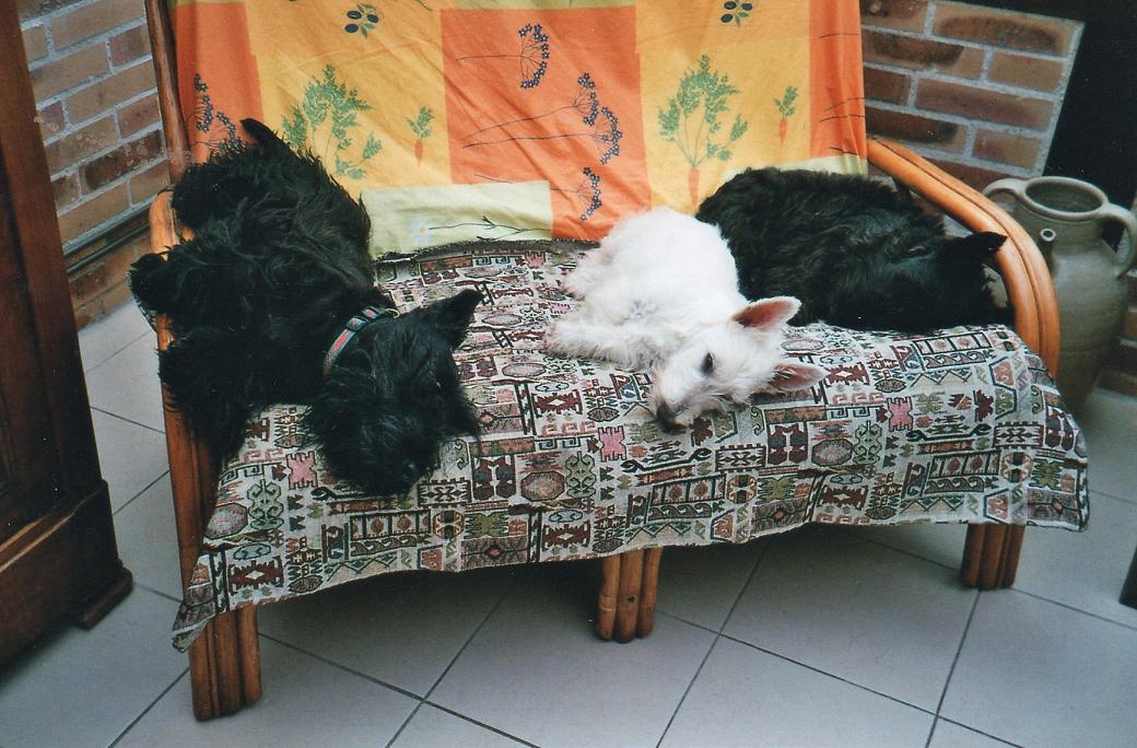 enzomodif