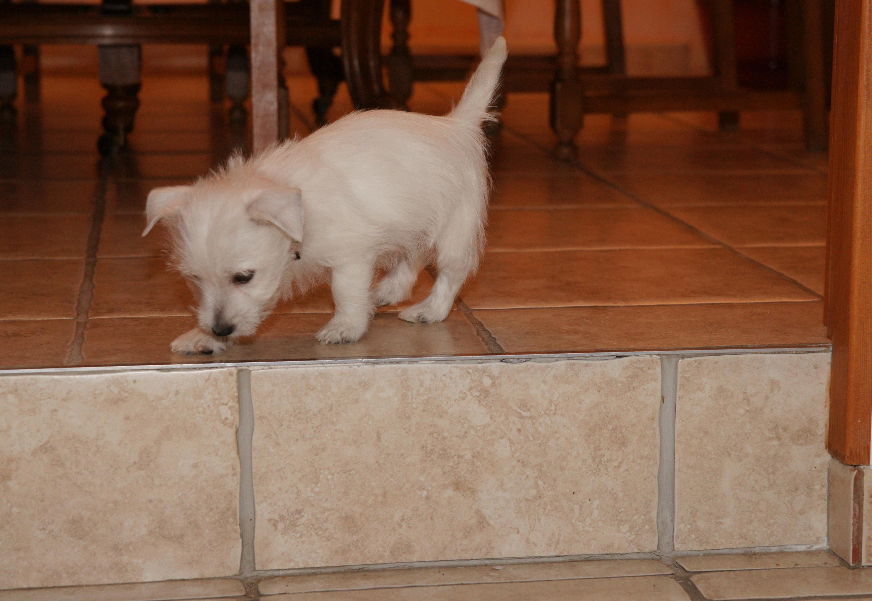 SONY DSC
