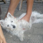 faustine