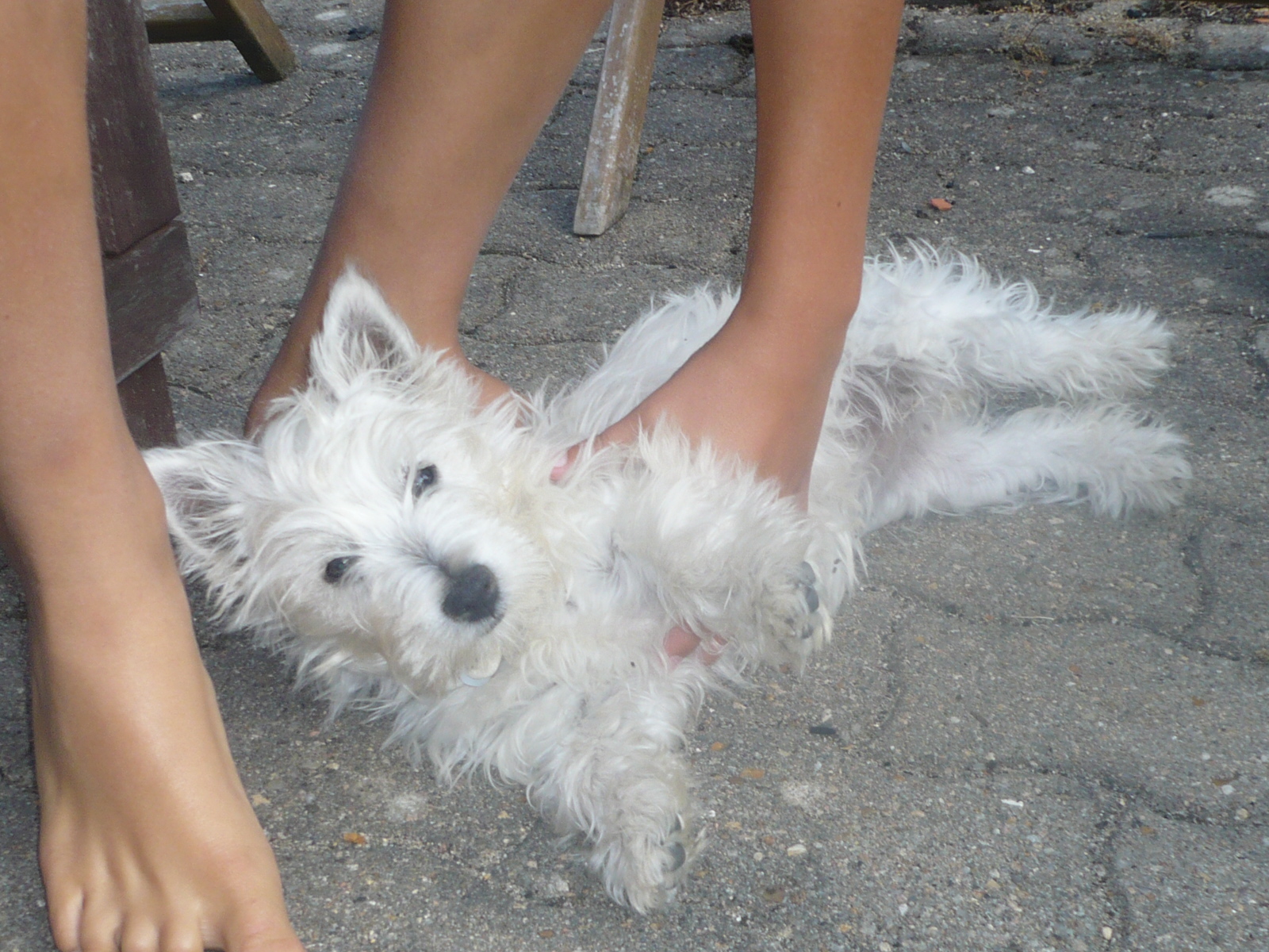 faustine
