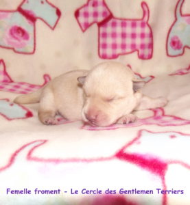 femelle-froment