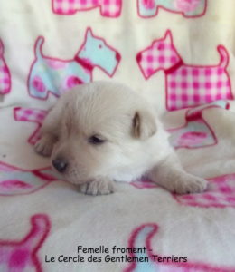 fille-froment