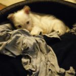 filou1