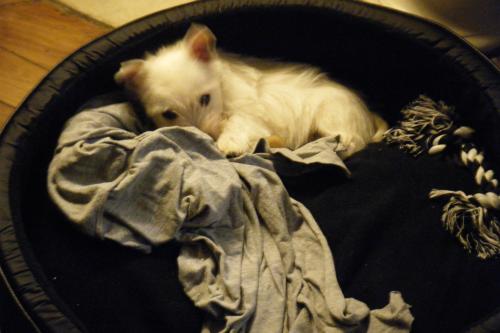 filou1