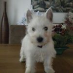 filou2