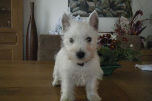 filou2