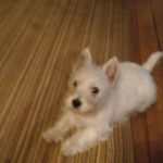 filou3