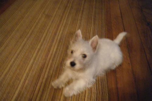 filou3