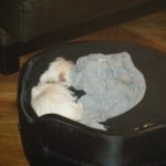 filou4