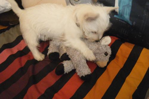 filou5