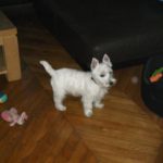 filou_1er toil2