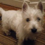 filou_3mois