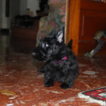 ghotie_aurons2