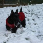 grace -neige
