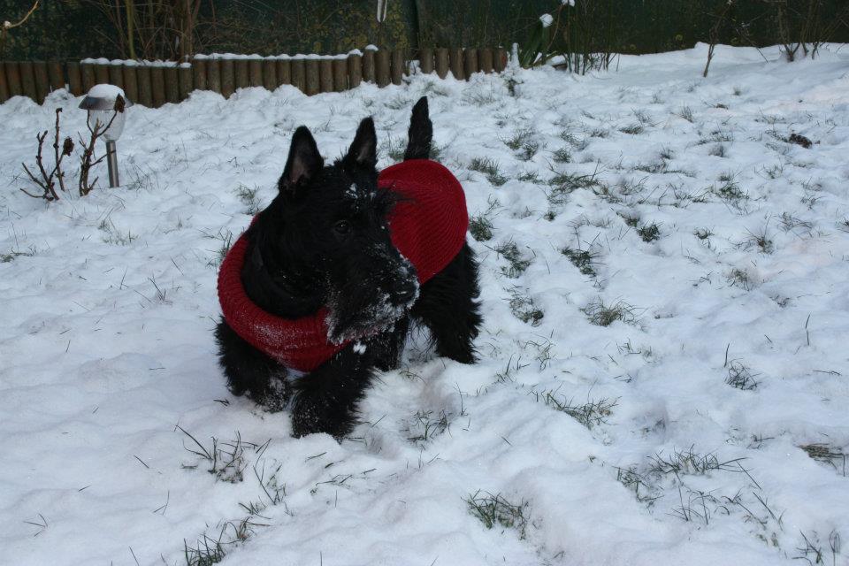 grace -neige