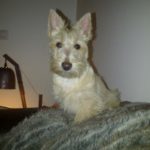 havane-4mois