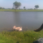 hawsteen_golf
