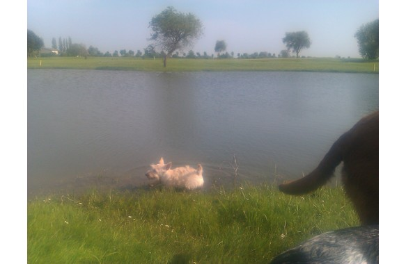hawsteen_golf