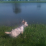 hawsteen_golf2