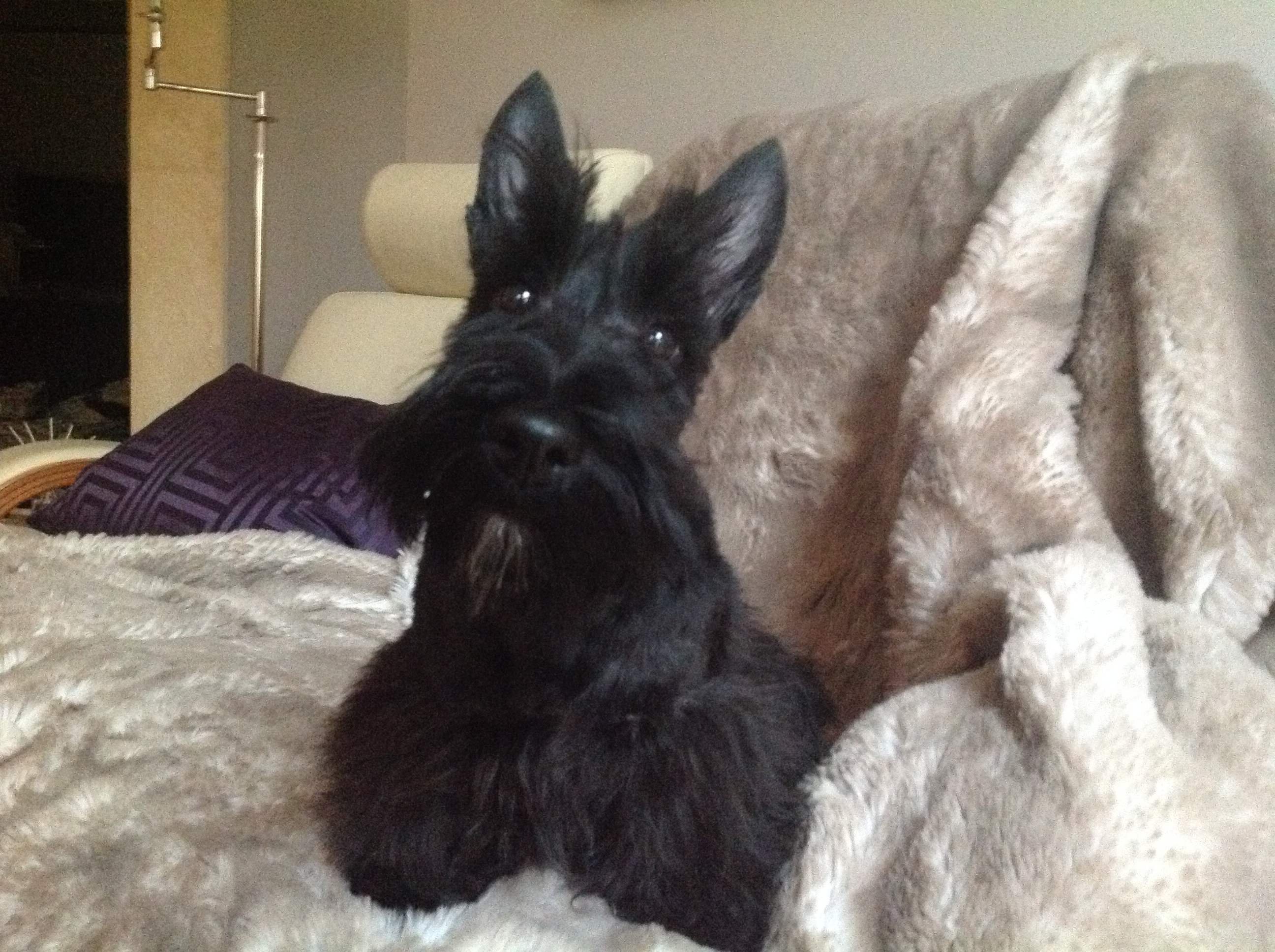 iona