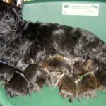 les_chiots_021r