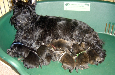 les_chiots_021r
