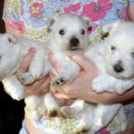 les_chiots_0436r
