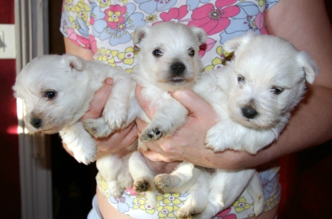 les_chiots_0436r