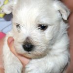 les_chiots_0437r