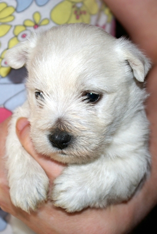 les_chiots_0437r
