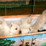 les_chiots_086r