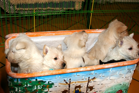les_chiots_086r
