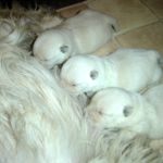 les_chiots_2912r