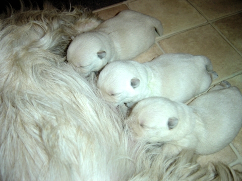les_chiots_2912r