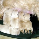 les_chiots_2913r