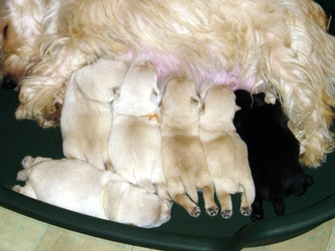 les_chiots_2913r