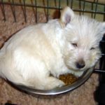 les_chiots_2980r