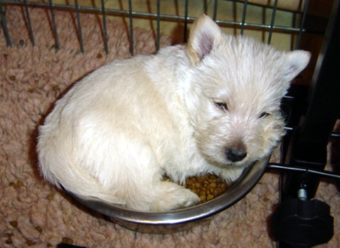 les_chiots_2980r