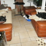 nouchka-rembrandt-bonnie-Ga__a