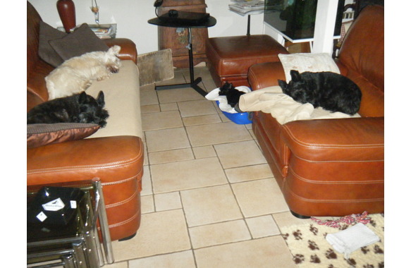 nouchka-rembrandt-bonnie-Ga__a
