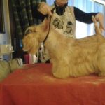 toilett