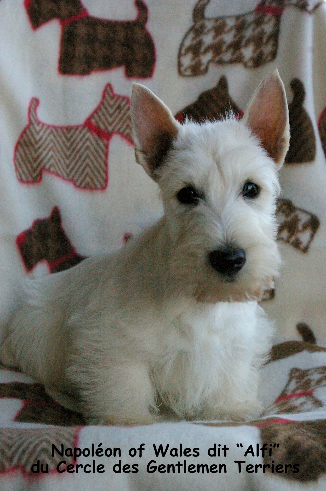 Et Alfie part pour le Royaume Uni.