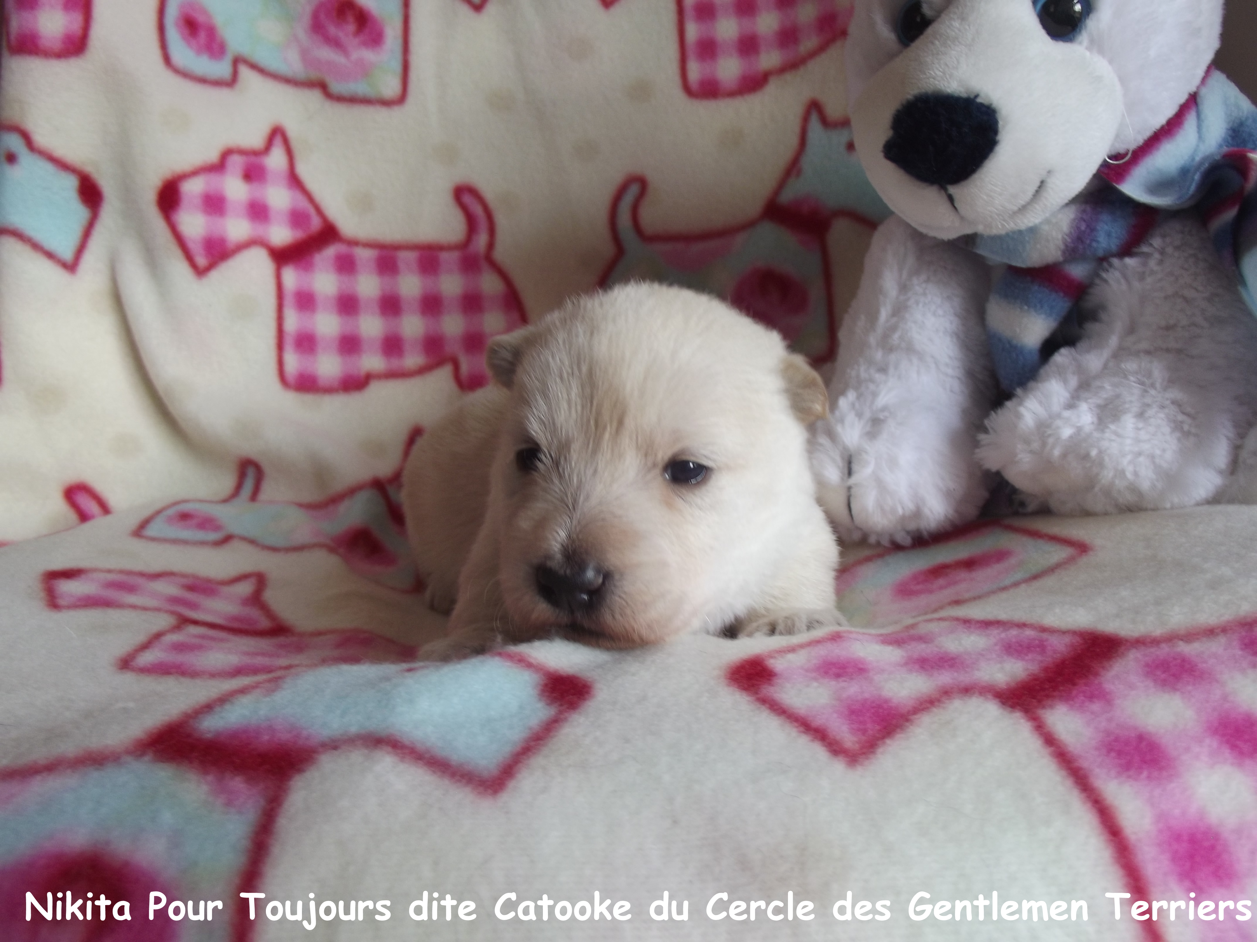 20 jours