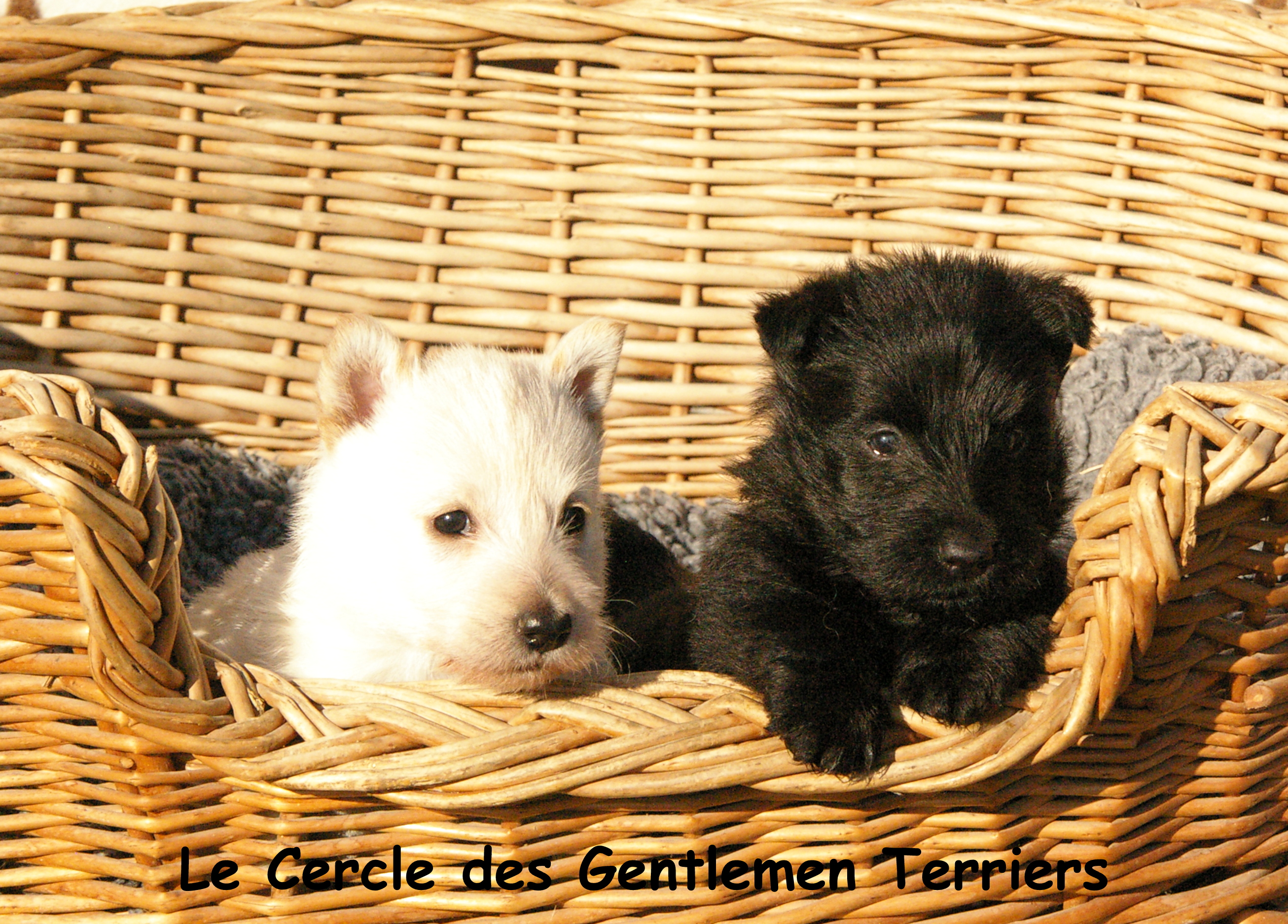 5 semaines
