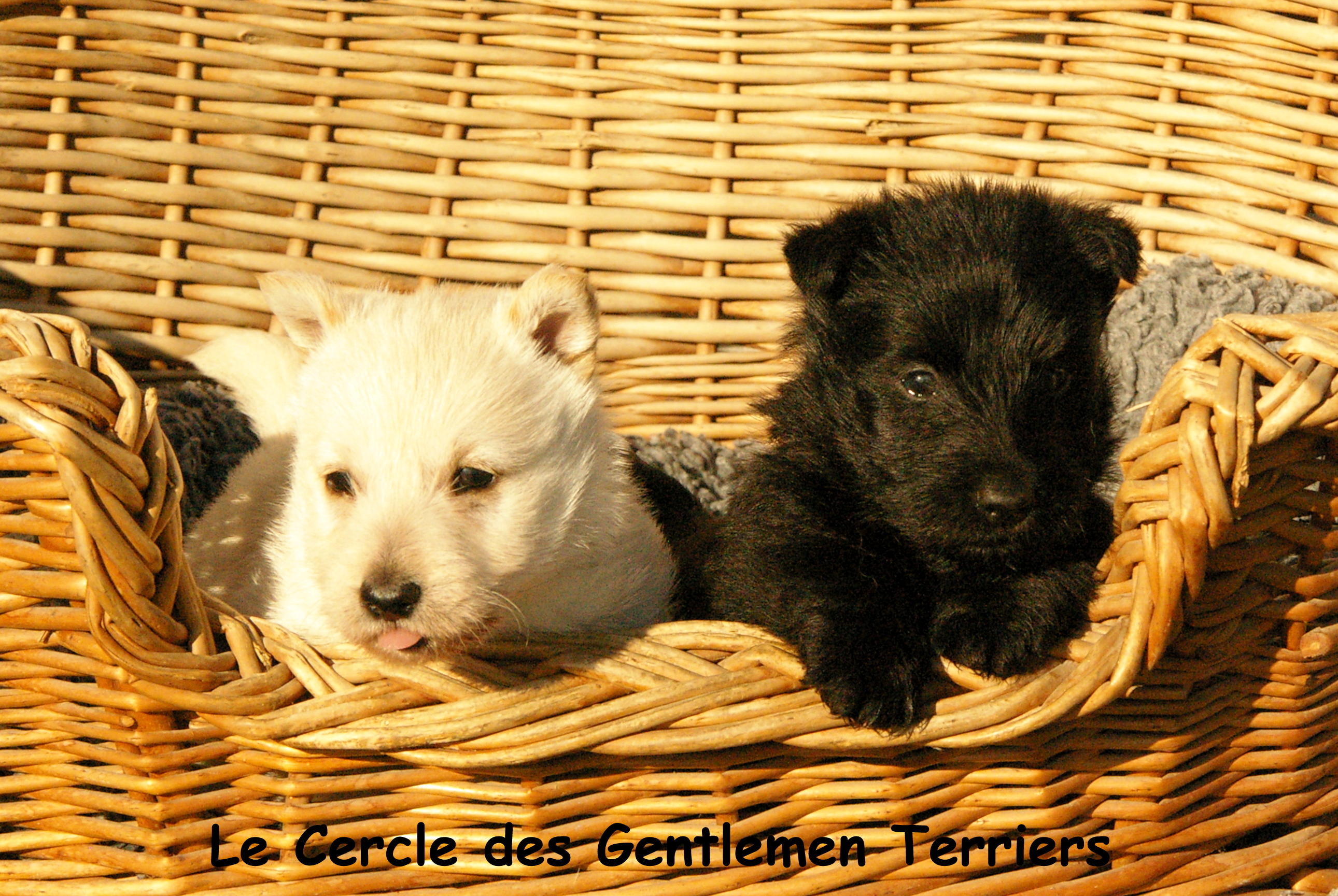 5 semaines
