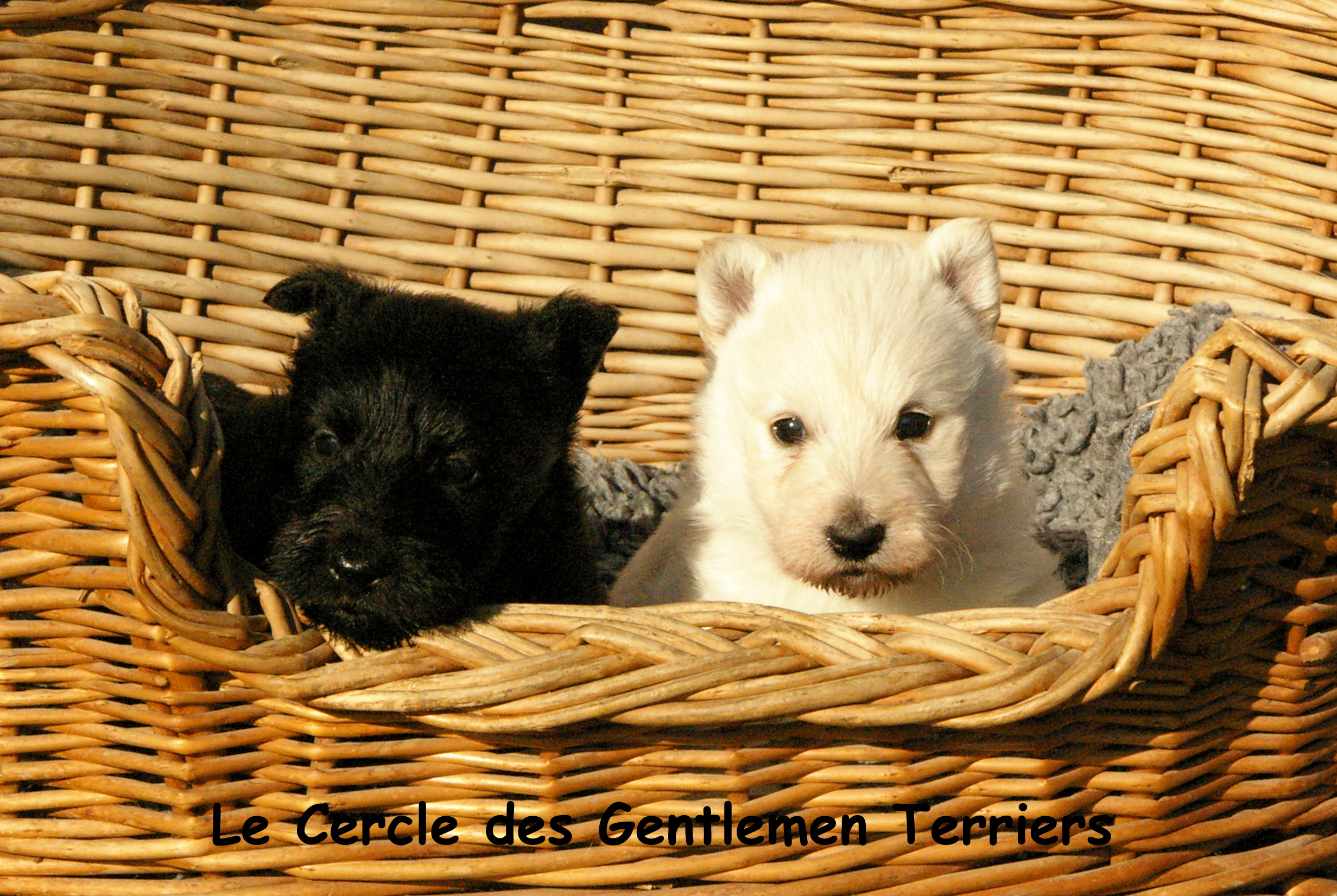 5 semaines