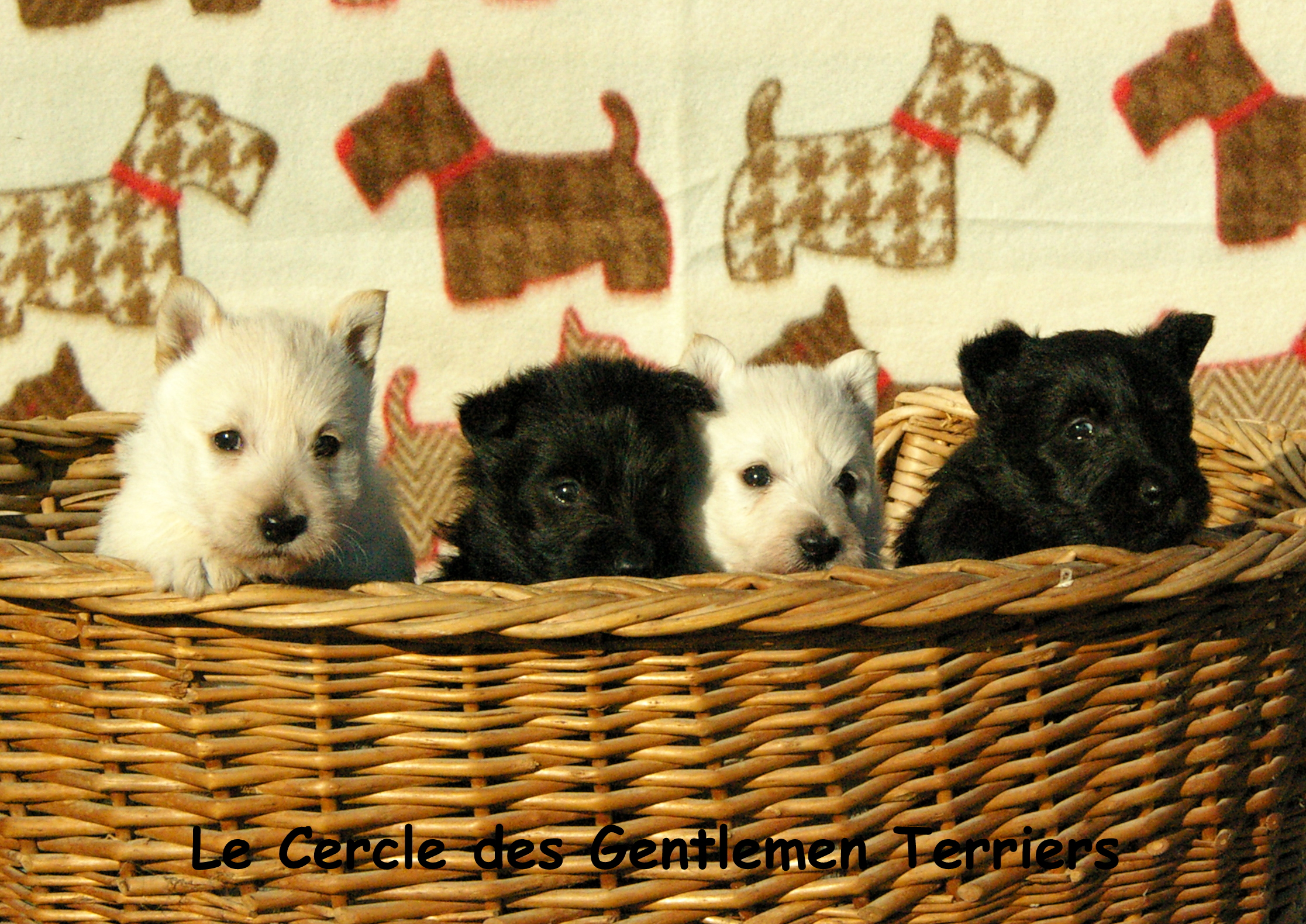 5 semaines