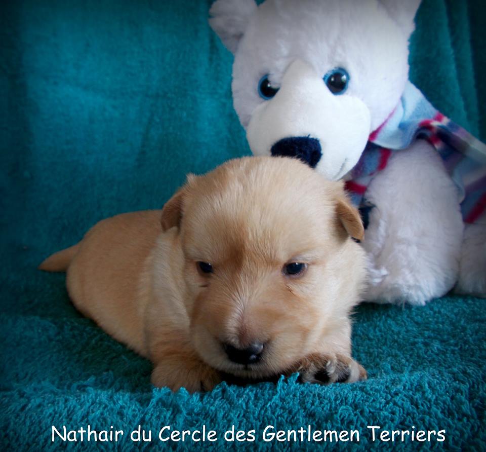 15 jours