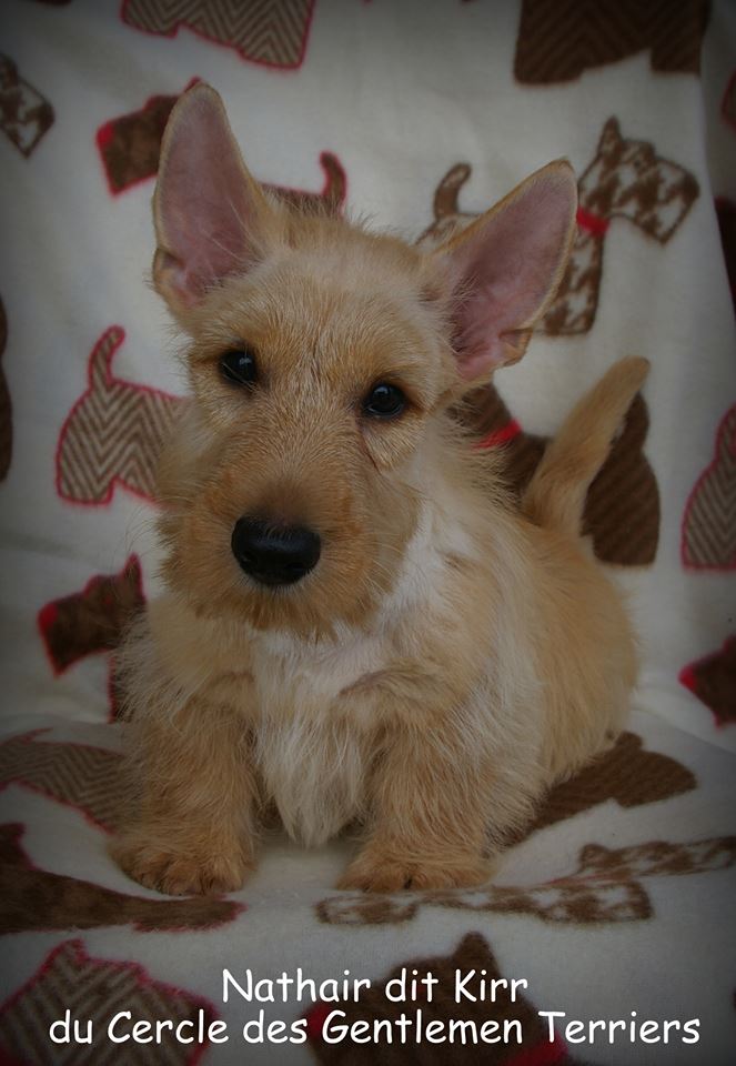 20614251_823034687853890_125656851_n