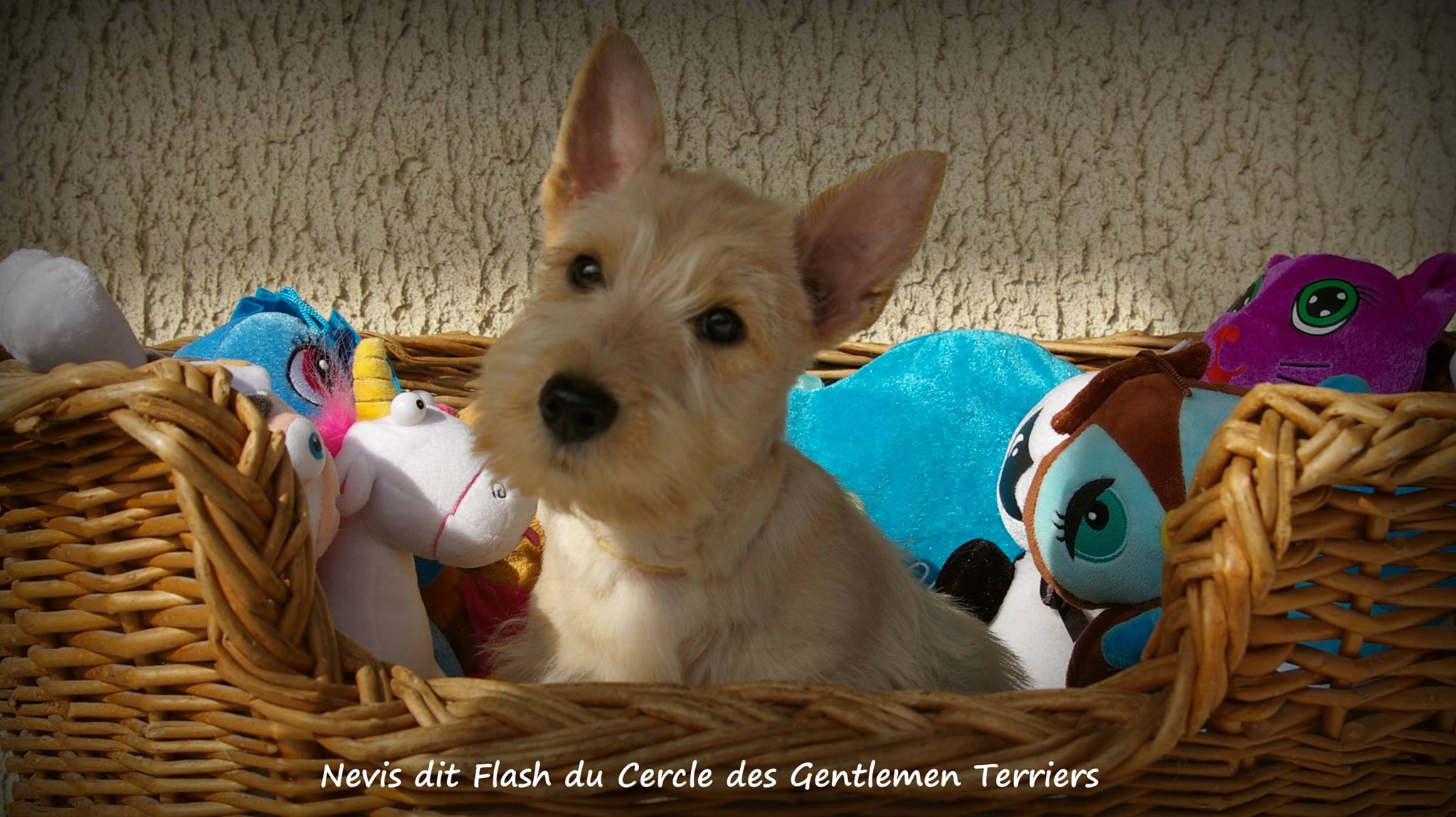Flash part pour la Suisse.